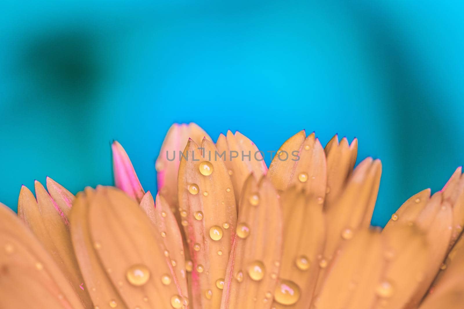 Orange flower petals with water drops, close up and blue background