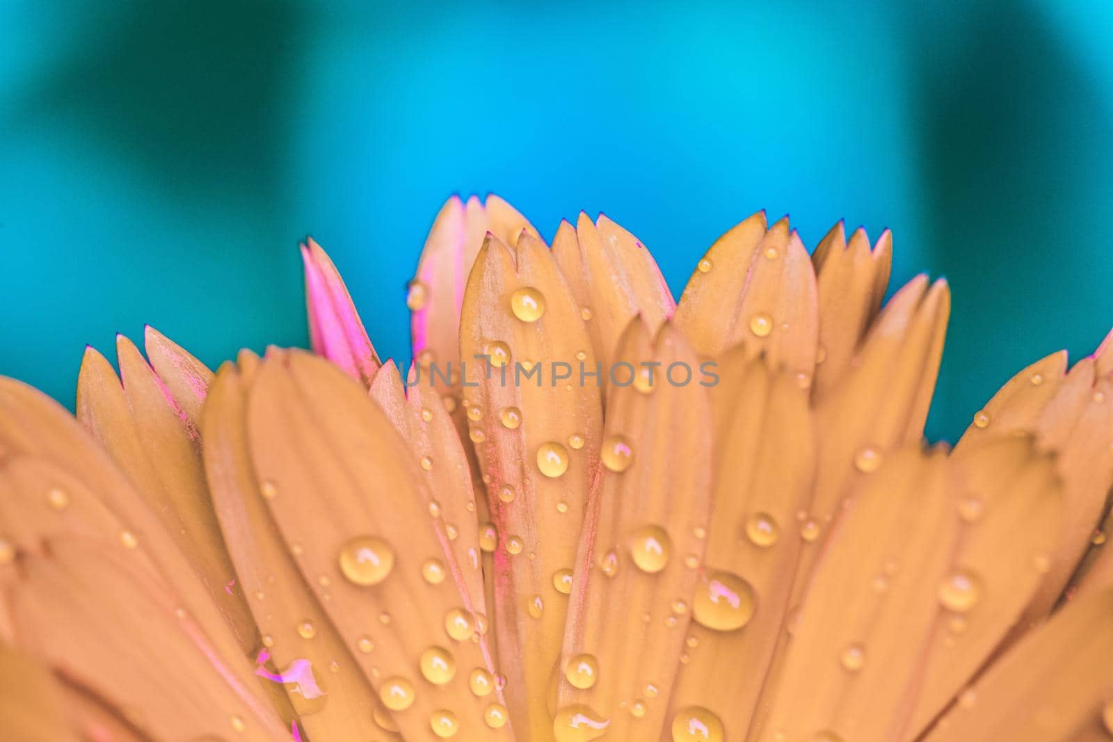 Orange flower petals with water drops, close up and blue background