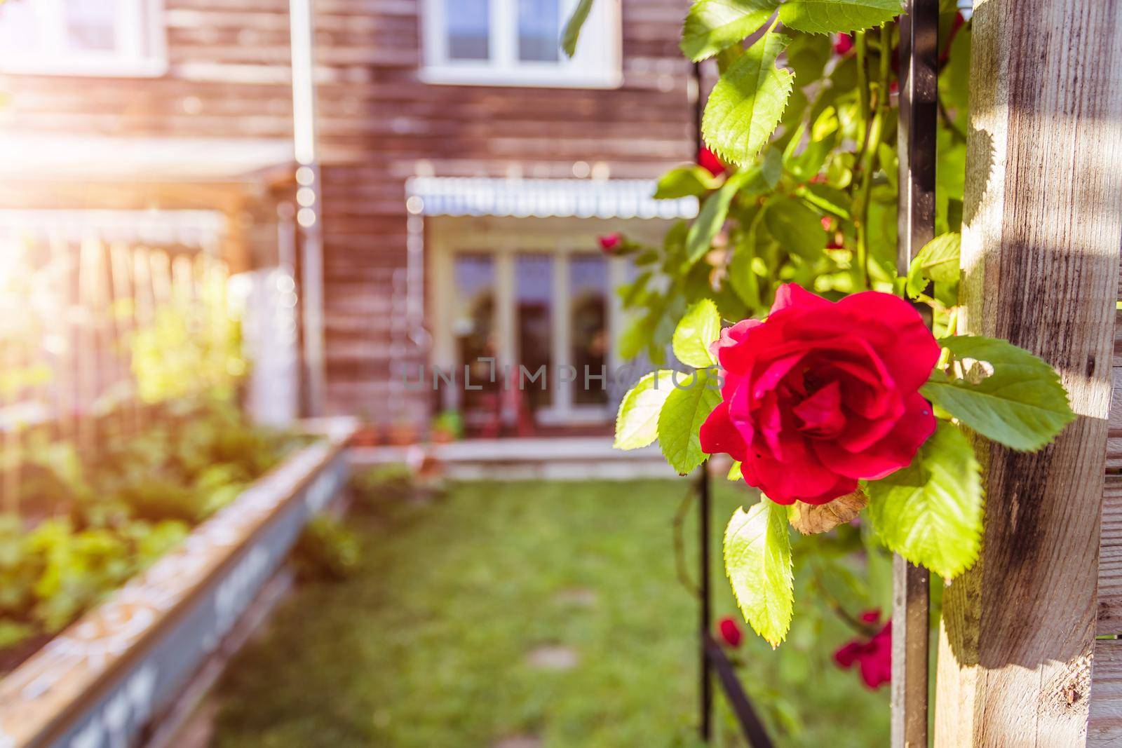 Red rose flower and small garden with raised bed in the blurry background