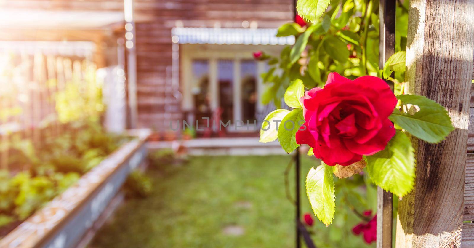 Red rose flower and small garden with raised bed in the blurry background
