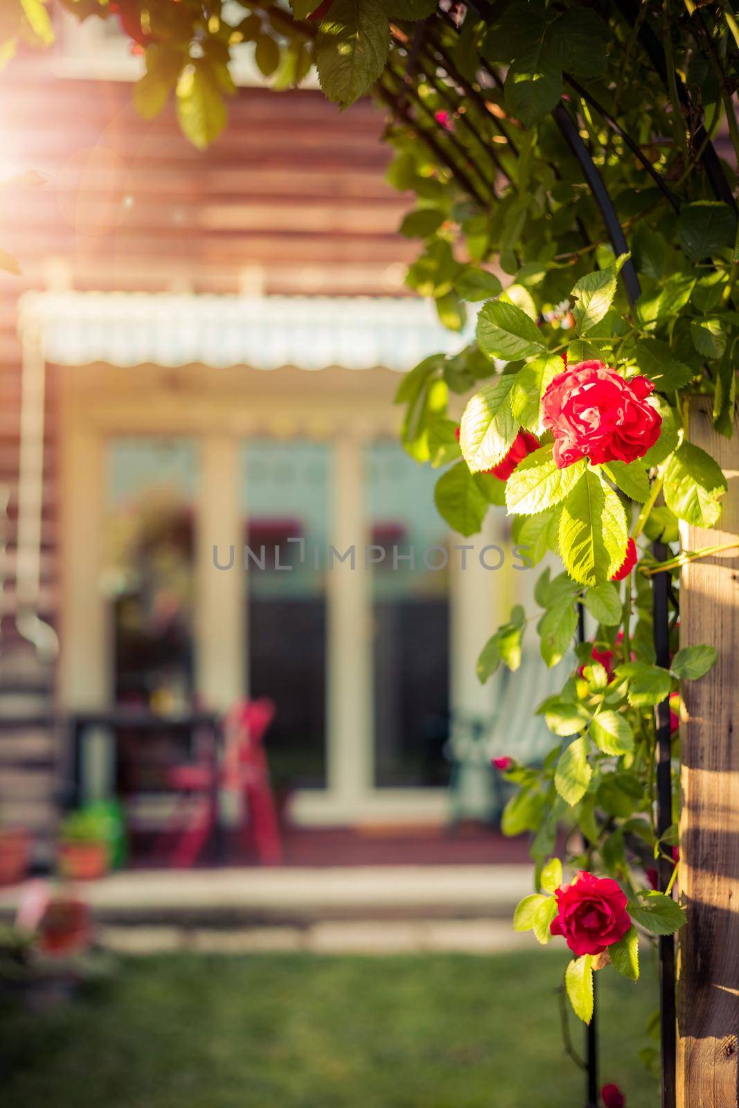 Red rose flower and small garden with raised bed in the blurry background