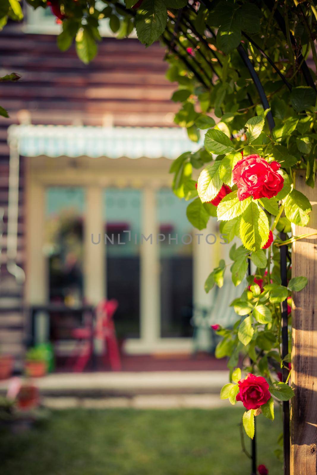 Idyllic garden in summer. Close up of rose flower, veranda, garden and house in the blurry background by Daxenbichler