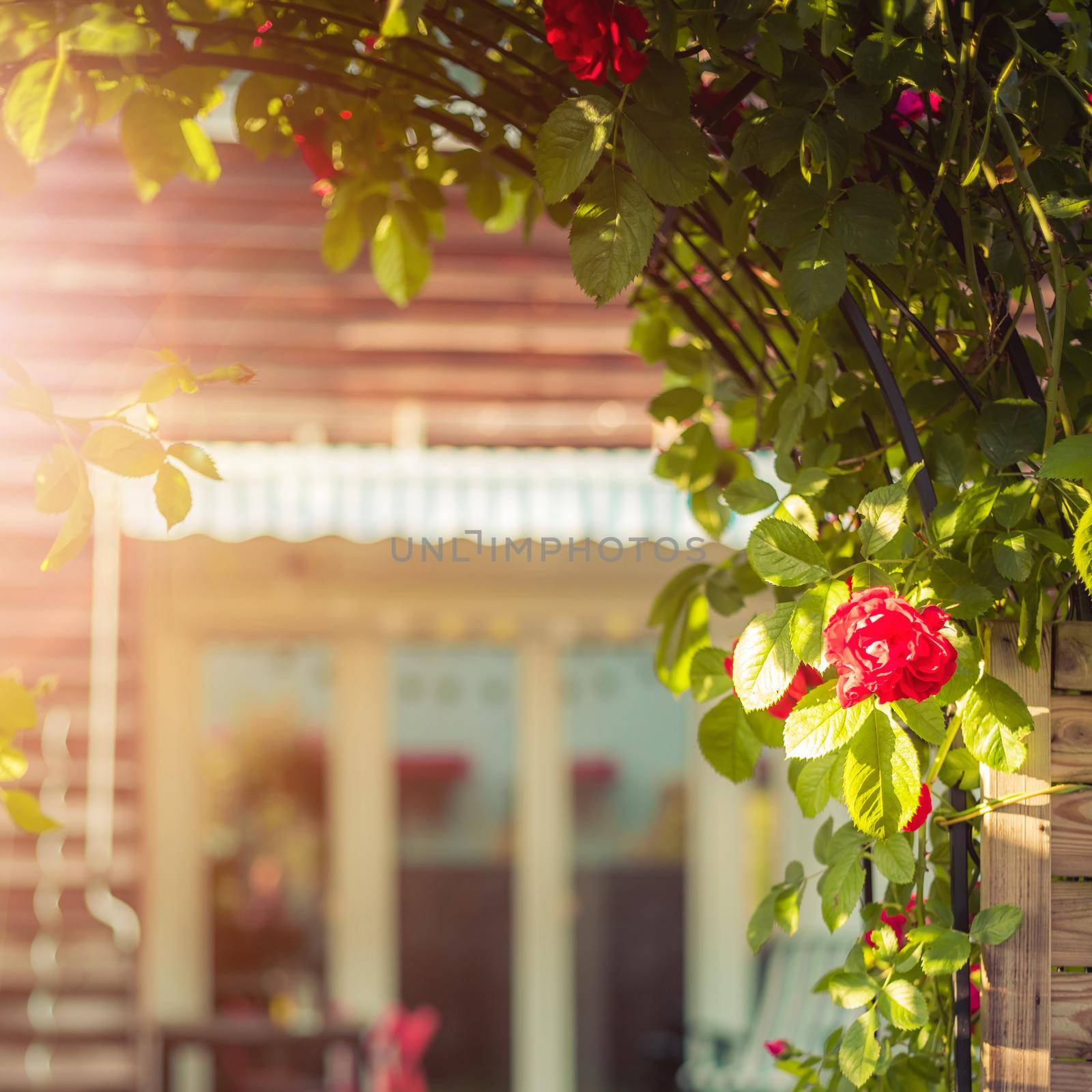 Idyllic garden in summer. Close up of rose flower, veranda, garden and house in the blurry background by Daxenbichler