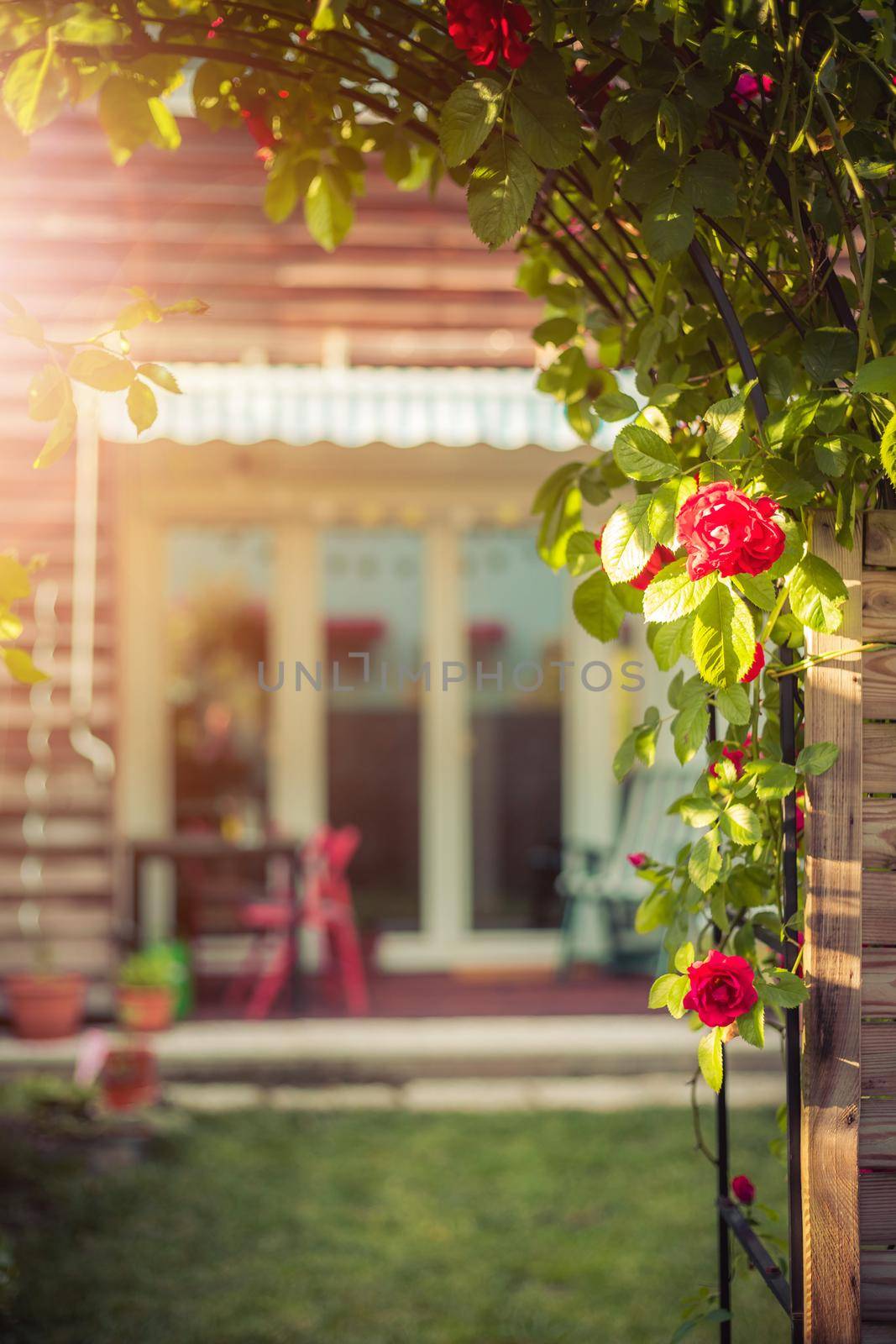 Idyllic garden in summer. Close up of rose flower, veranda, garden and house in the blurry background by Daxenbichler