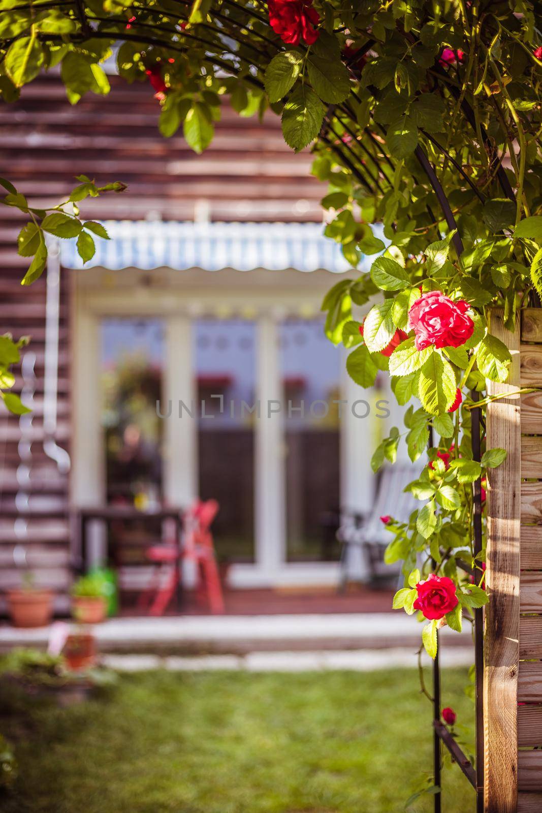 Idyllic garden in summer. Close up of rose flower, veranda, garden and house in the blurry background by Daxenbichler