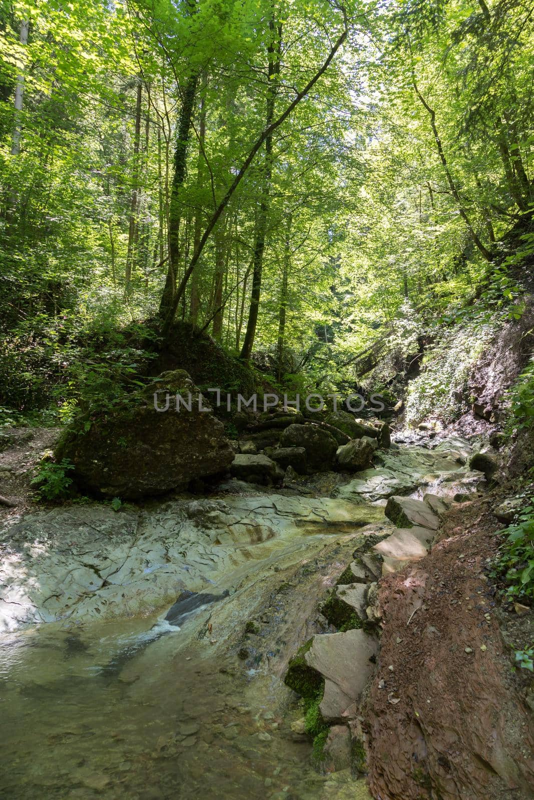 Forest and river landscape in Austria. Idyllic small river in the forest by Daxenbichler