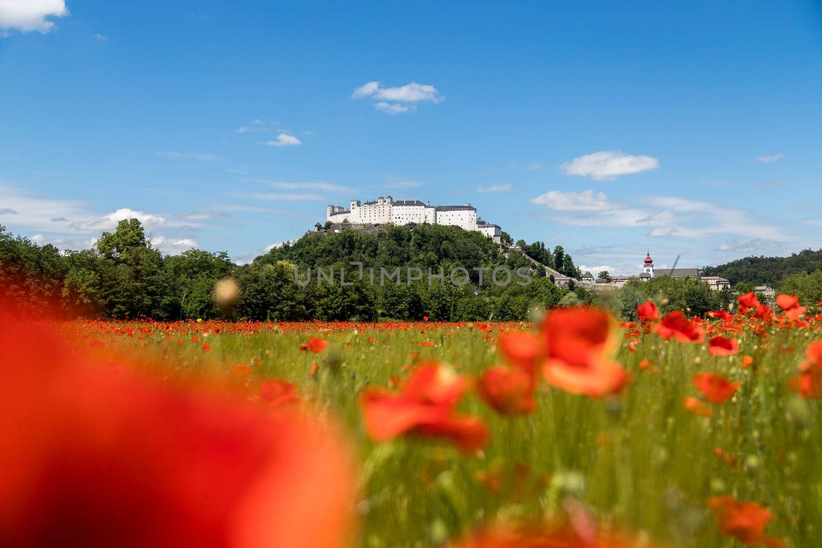 Blooming poppy seeds in front of the Festung Hohensalzburg in Salzburg, Austria