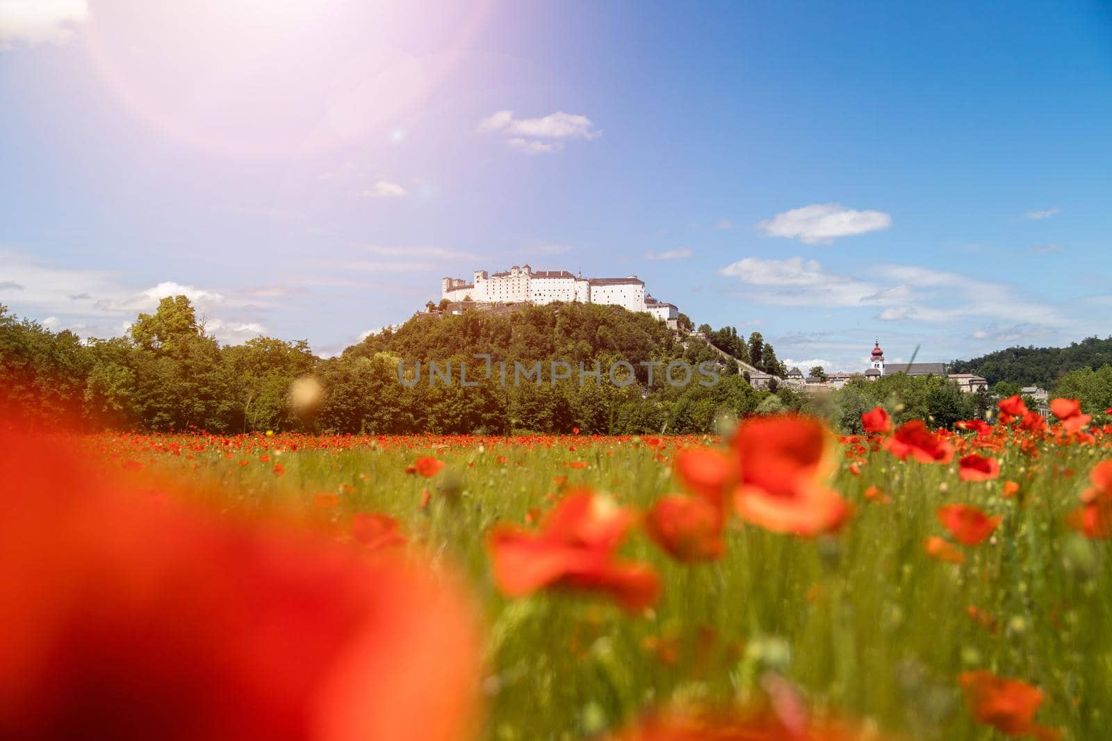 Blooming poppy seeds in front of the Festung Hohensalzburg in Salzburg, Austria