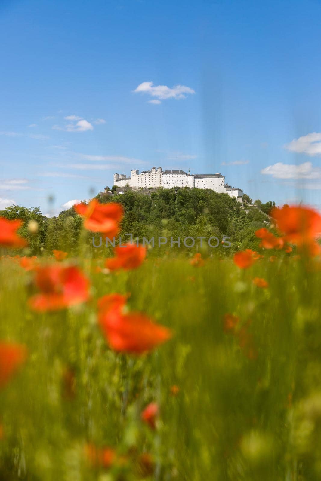 Festung Hohensalzburg in Summer. Blooming red poppy field and blue sky by Daxenbichler