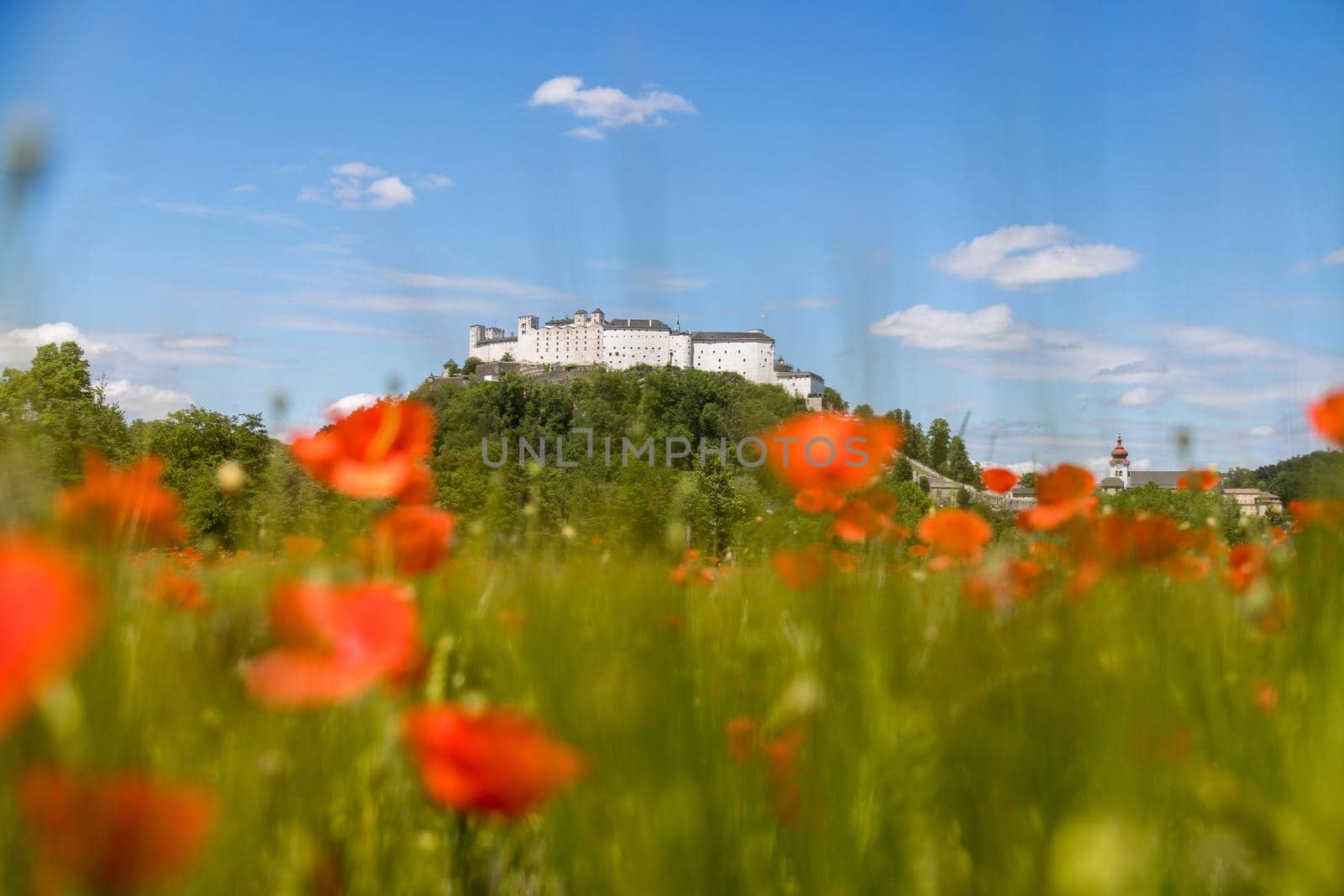 Blooming poppy seeds in front of the Festung Hohensalzburg in Salzburg, Austria