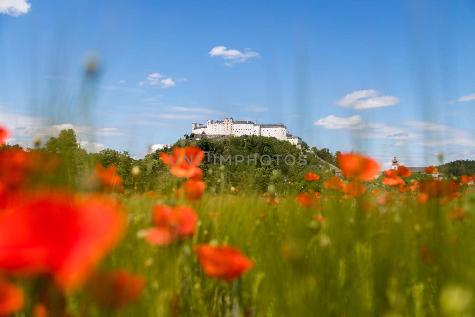 Blooming poppy seeds in front of the Festung Hohensalzburg in Salzburg, Austria