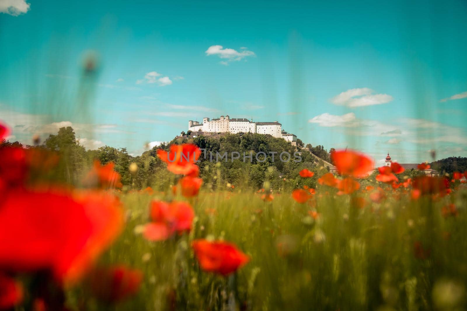 Blooming poppy seeds in front of the Festung Hohensalzburg in Salzburg, Austria