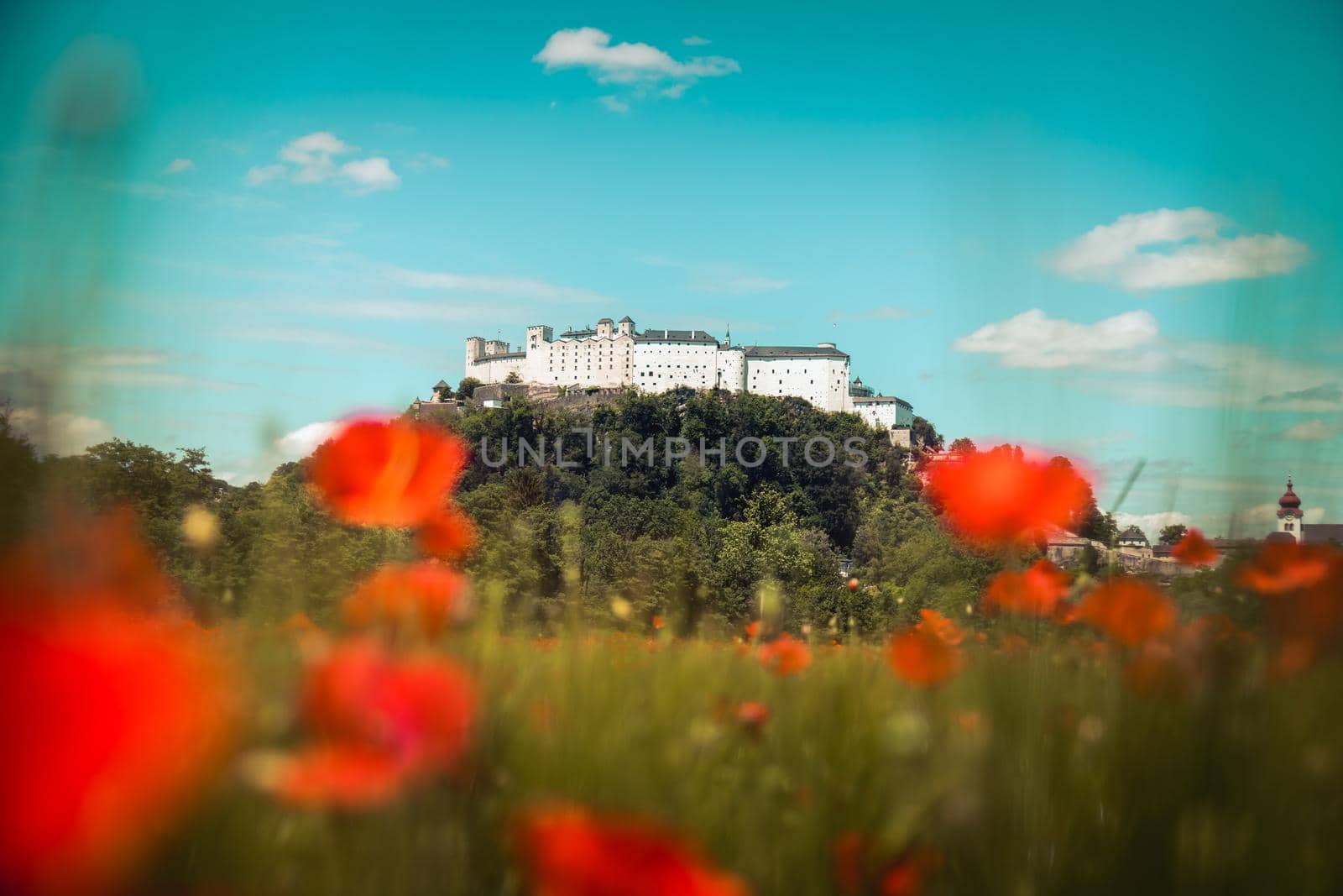Blooming poppy seeds in front of the Festung Hohensalzburg in Salzburg, Austria