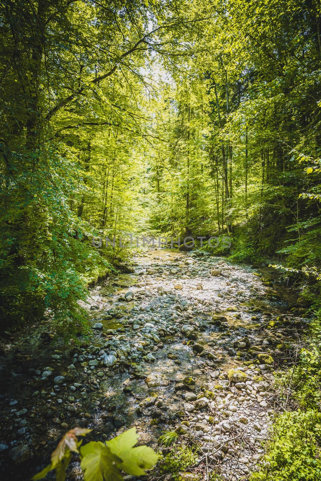 Beautiful idyllic river and forest landscape in the Alps, Austria, Glasenbach