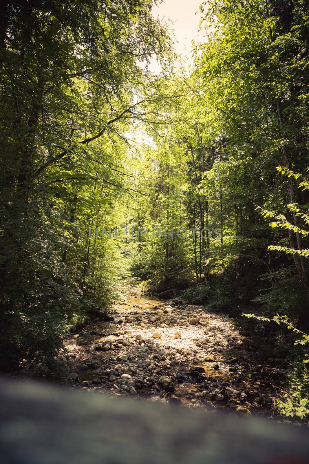 Nature landscape, wood therapy concept in the alps: River and timberland by Daxenbichler