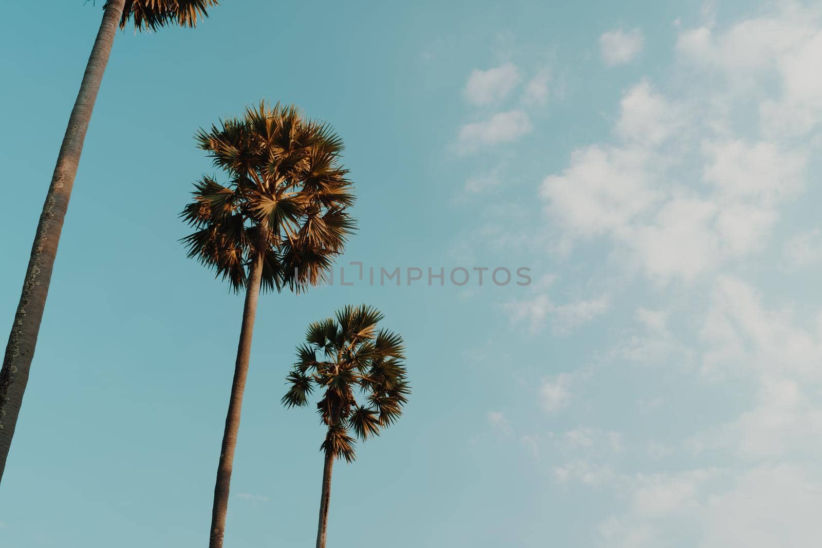 Tropical palm coconut trees on sunset sky flare and bokeh nature background.