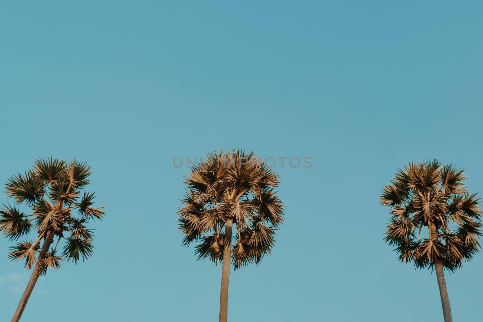 Tropical palm coconut trees on sunset sky flare and bokeh nature background.