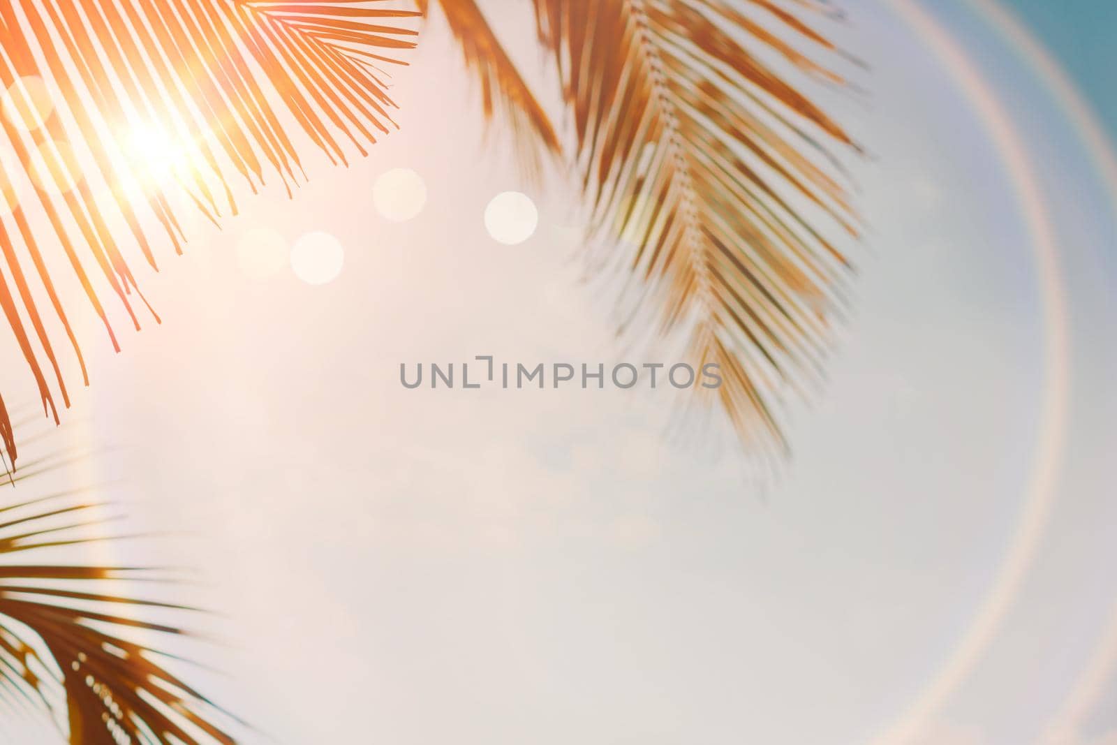 Tropical palm coconut trees on sunset sky flare and bokeh nature background.