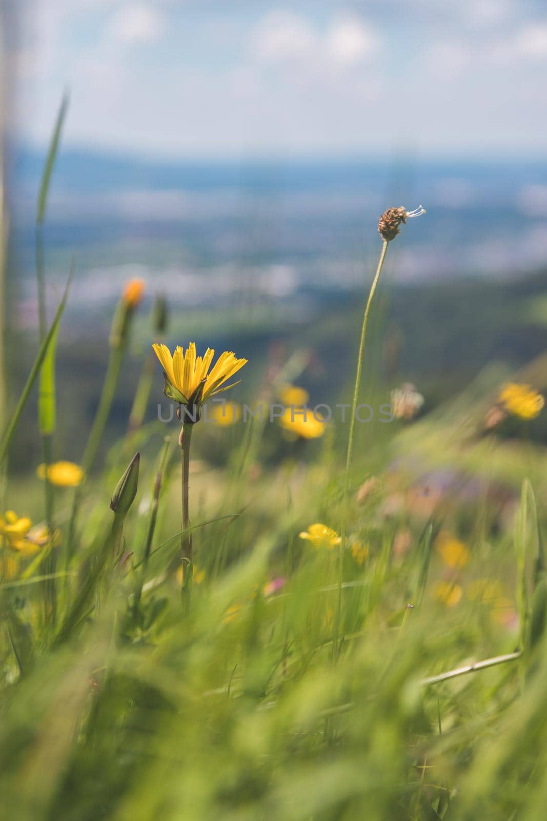 Hiking holiday concept: Cute fresh flowers in spring, colorful summer wildflowers meadow by Daxenbichler