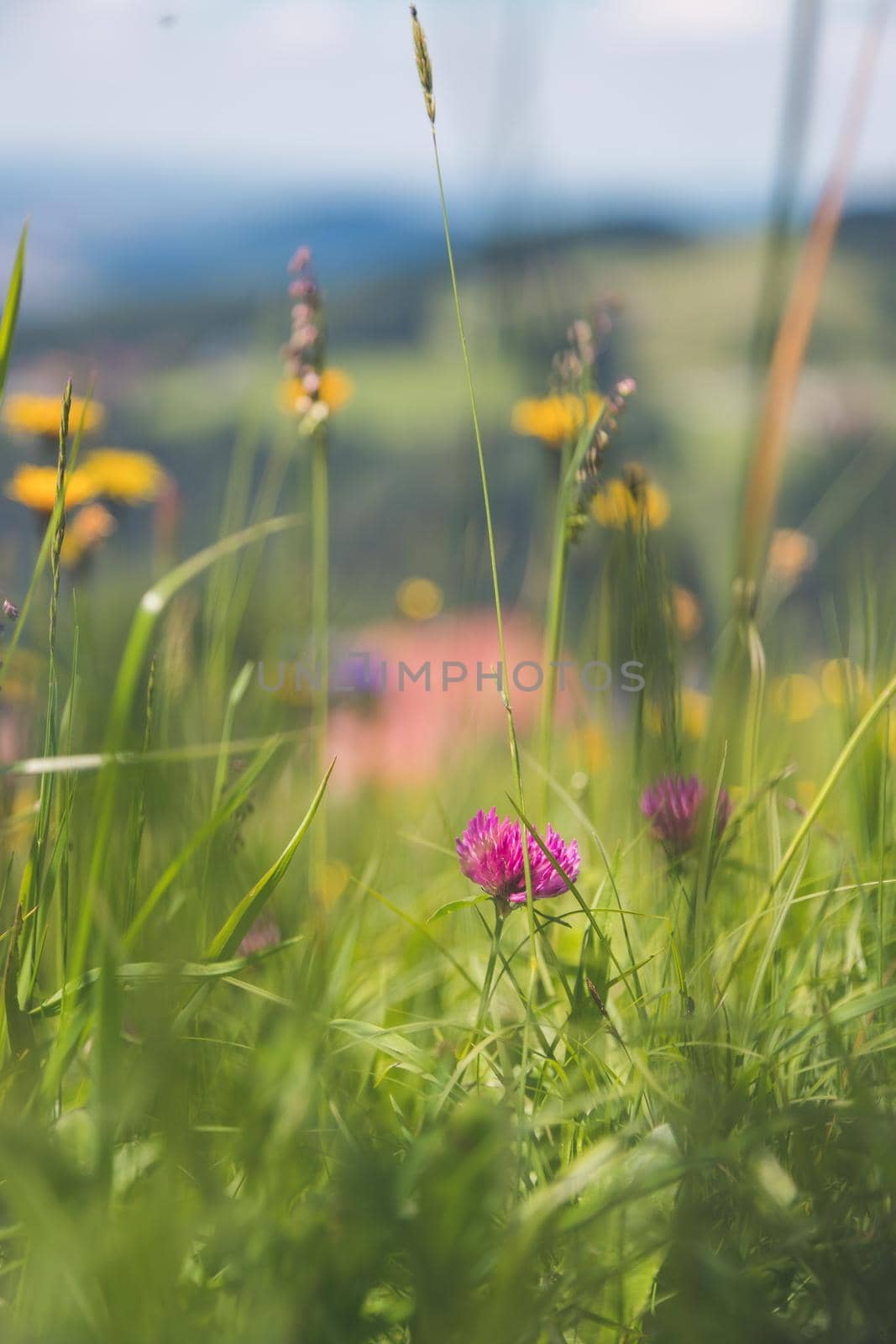 Hiking holiday concept: Cute fresh flowers in spring, colorful summer wildflowers meadow by Daxenbichler