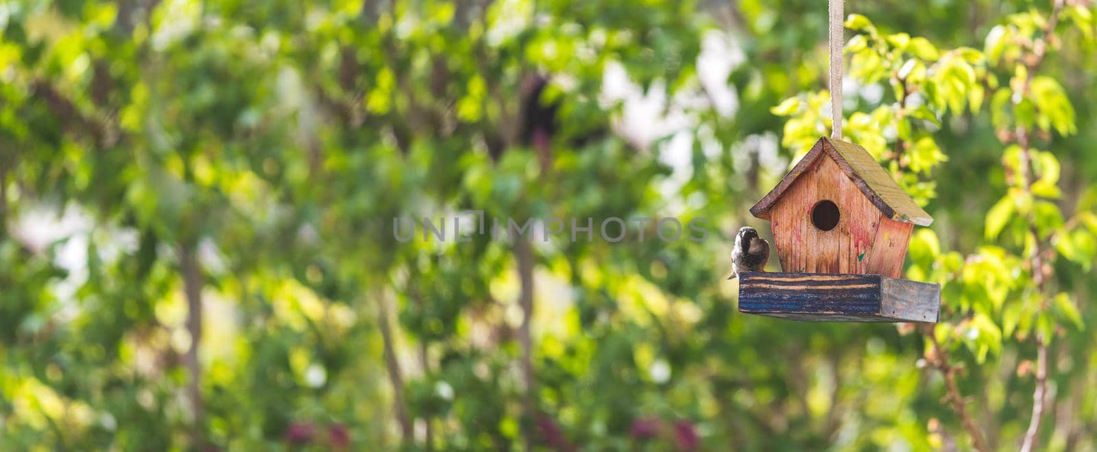 Close up of colorful wooden birdhouse hanging in the own garden; summertime. Widescreen.