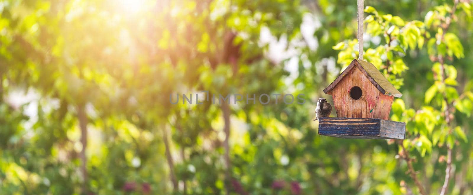 Close up of colorful wooden birdhouse hanging in the own garden; summertime. Widescreen.