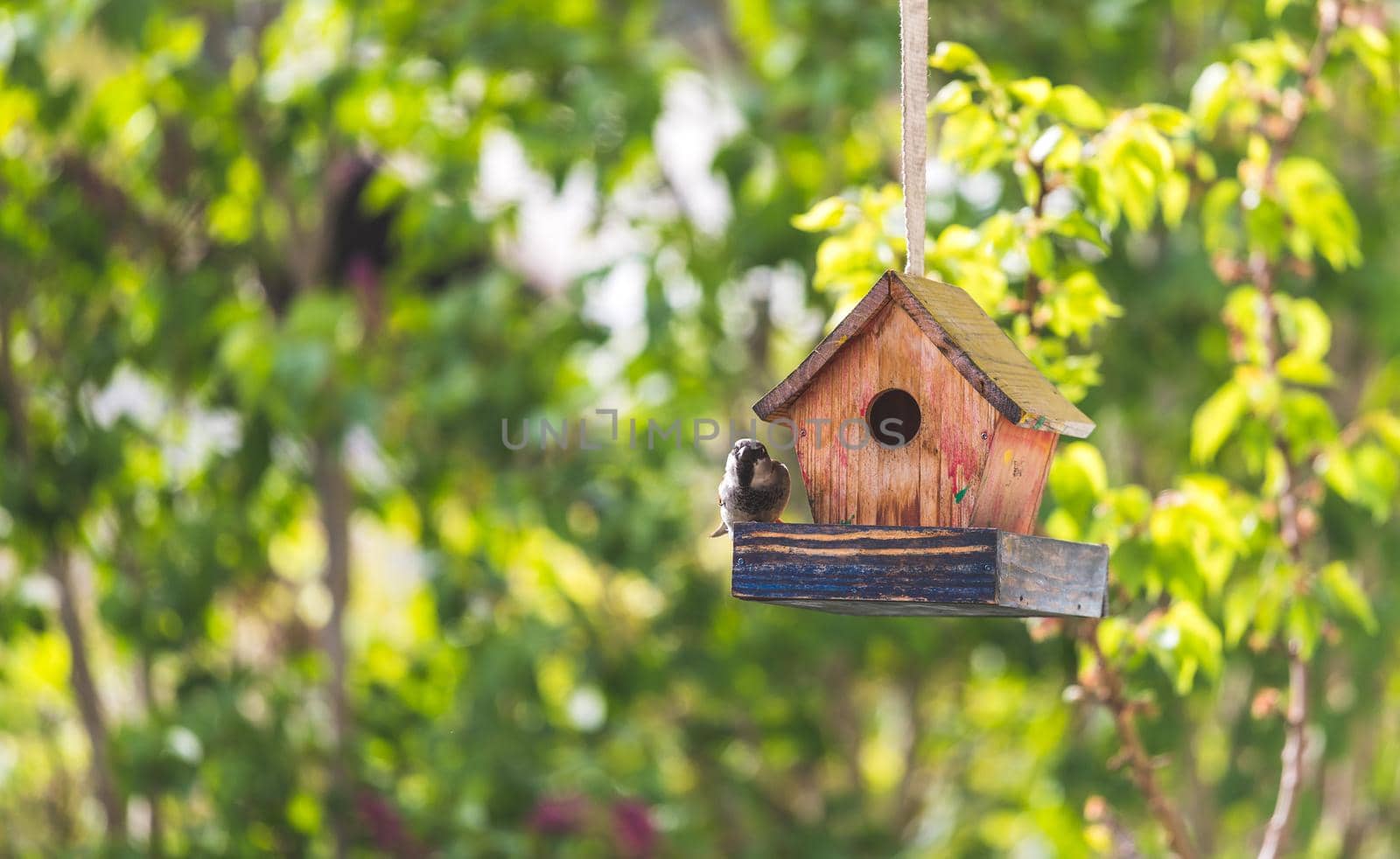 Close up of colorful wooden birdhouse hanging in the own garden, summertime