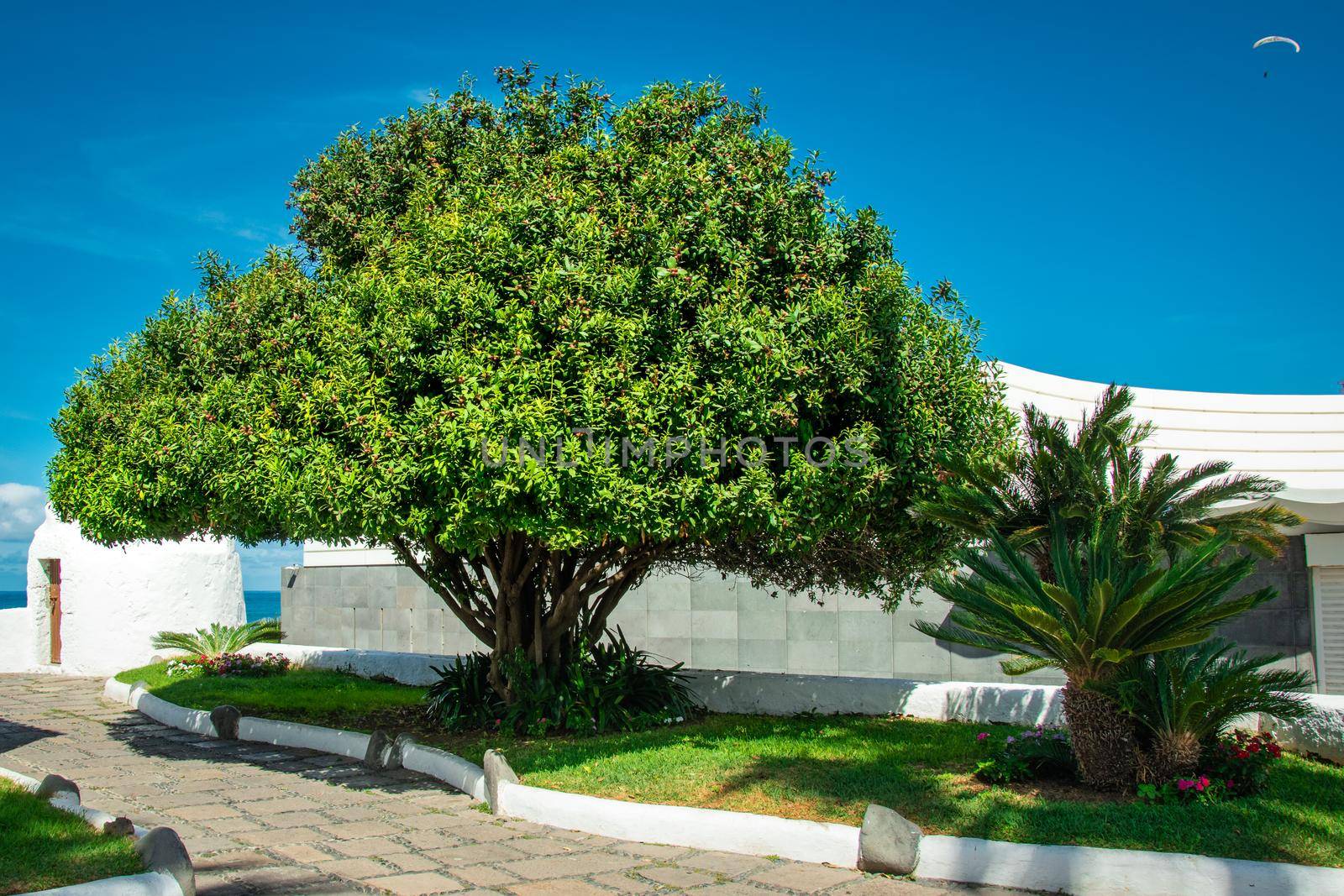 Beautiful shot of a Waxleaf Ligustrum tree near a path, Puerto de la Cruz, Tenerife, Spain