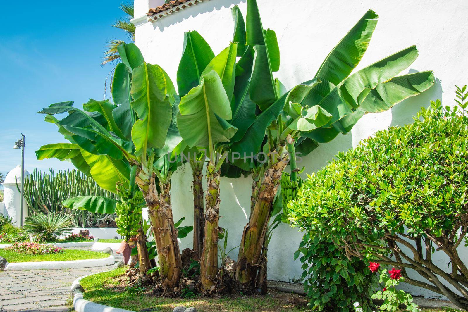 Beautiful shot of banana trees, Puerto de la Cruz, Tenerife, Spain by wektorygrafika