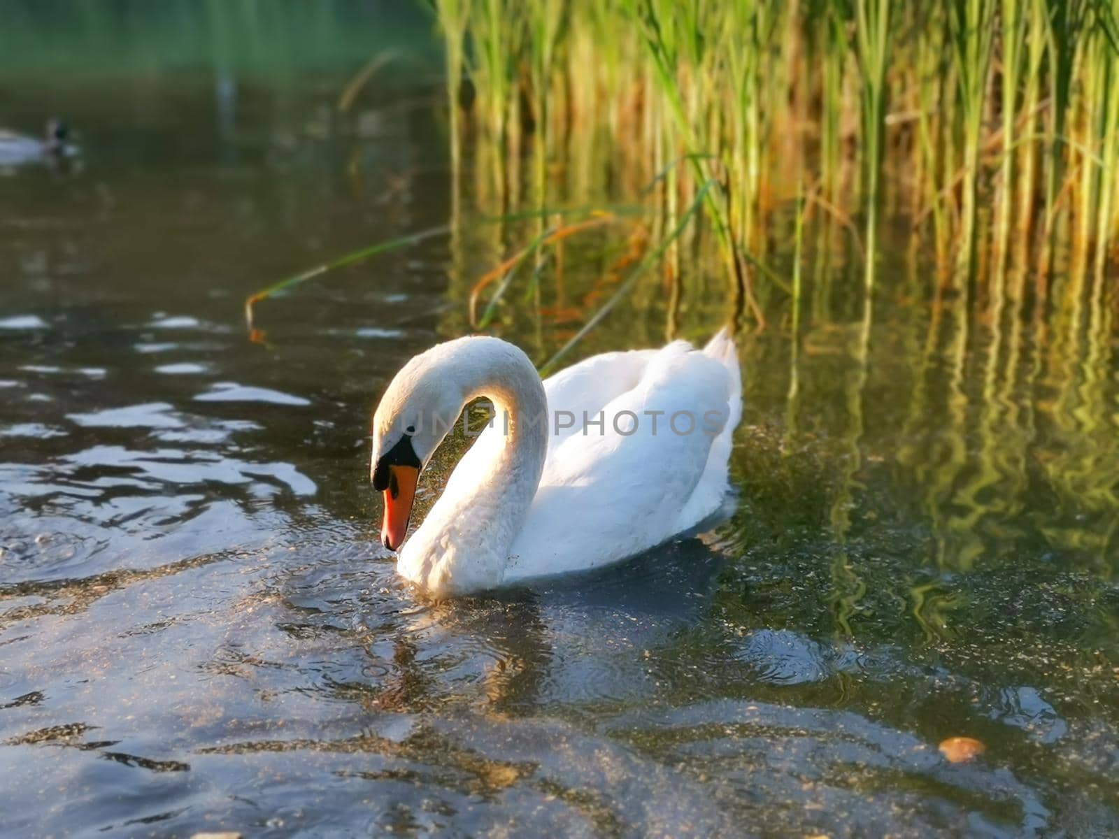 Selective focus closeup of a swan on the pond