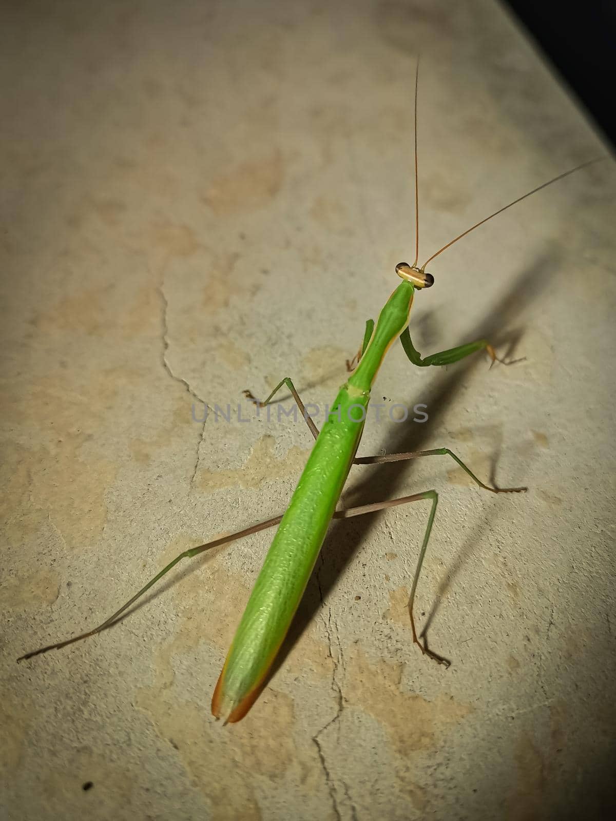 Closeup shot of a green common praying mantis by wektorygrafika