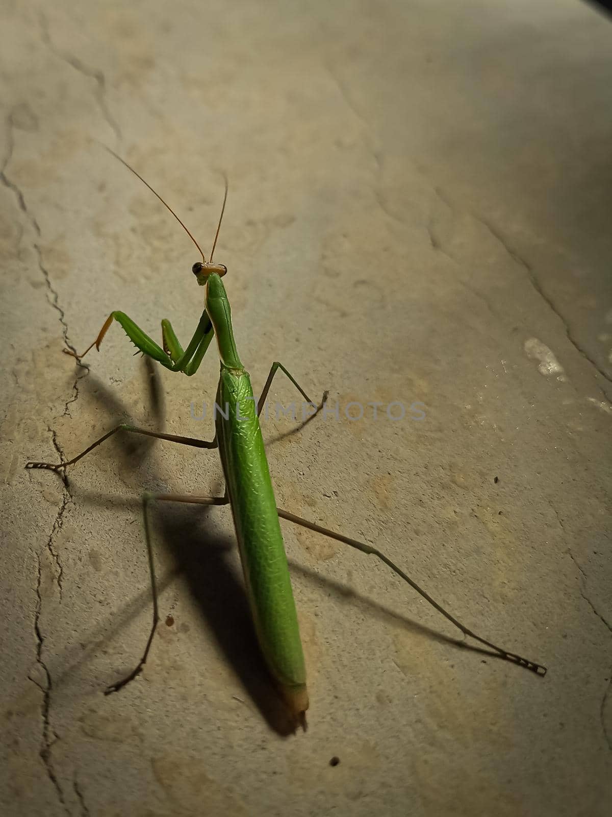 Closeup shot of a green mantis on a blurred background by wektorygrafika