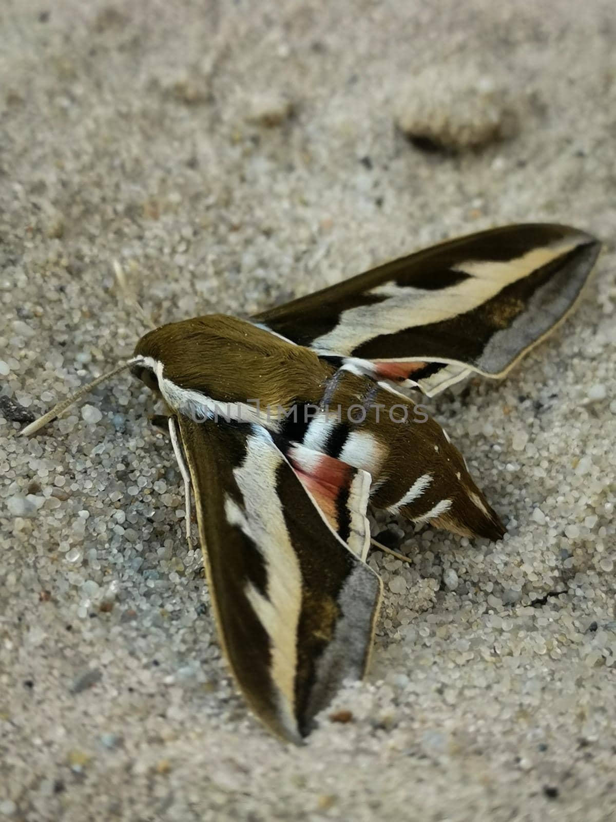 Closeup shot of a bedstraw hawk-moth on sand