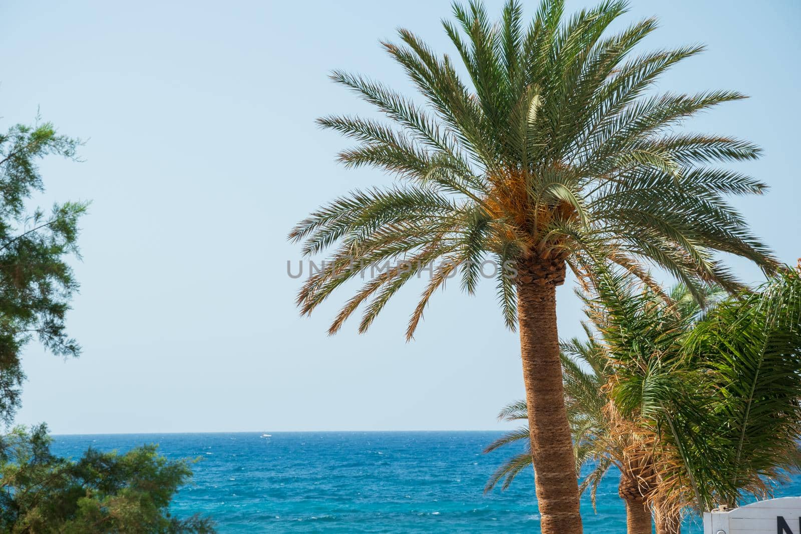 Beautiful shot of palm trees near a beach by wektorygrafika