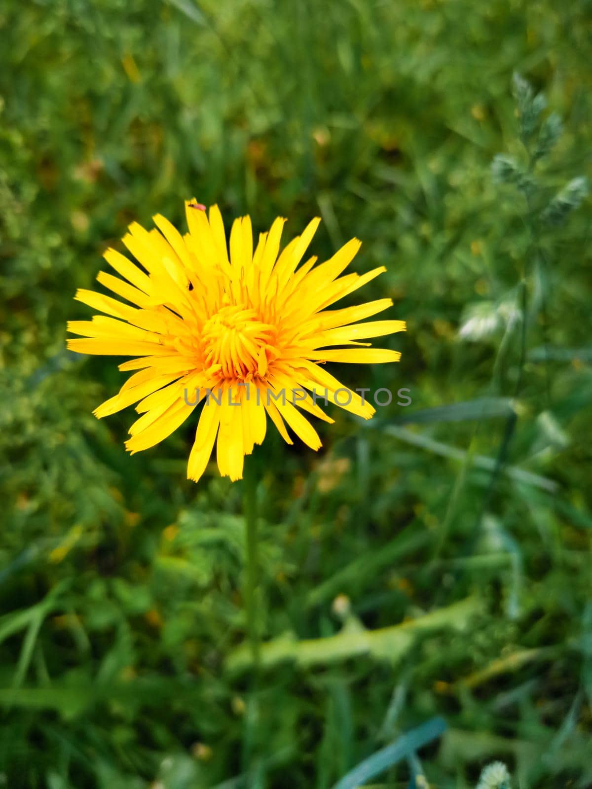Closeup shot of a yellow dandelion on a blurred background by wektorygrafika