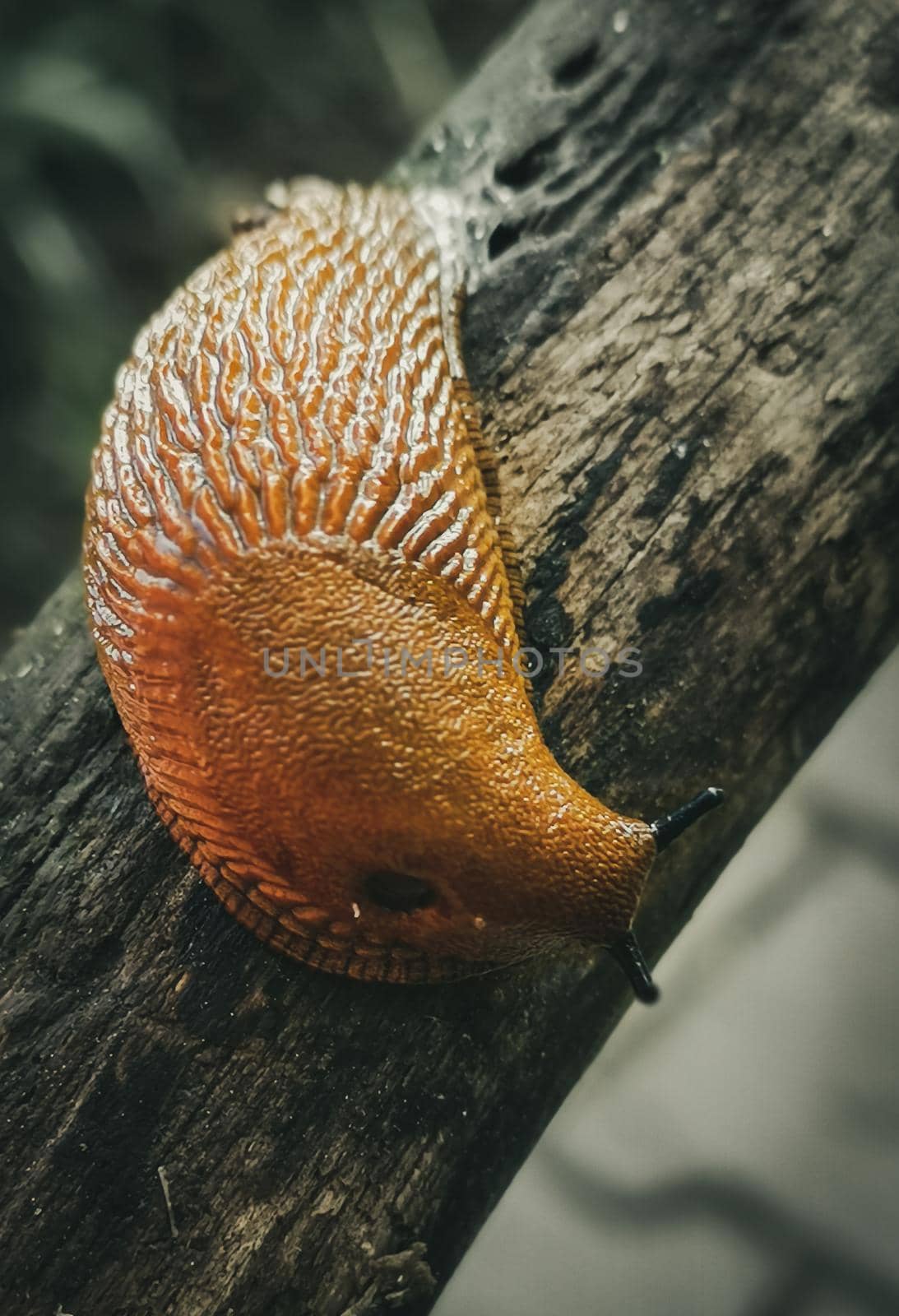 Closeup shot of a snail without a shell on a tree trunk