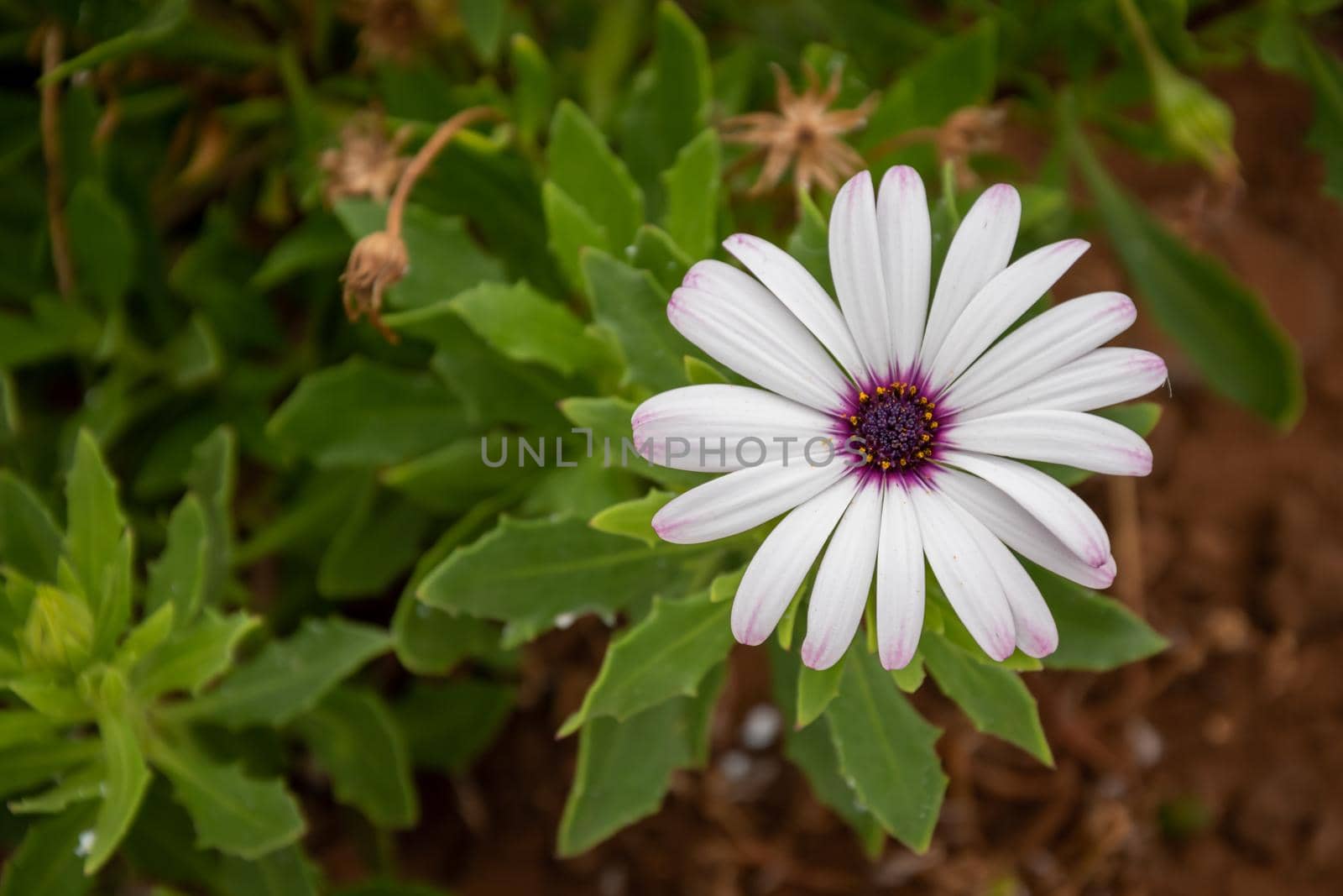 High angle shot of a daisy blooming in the greene