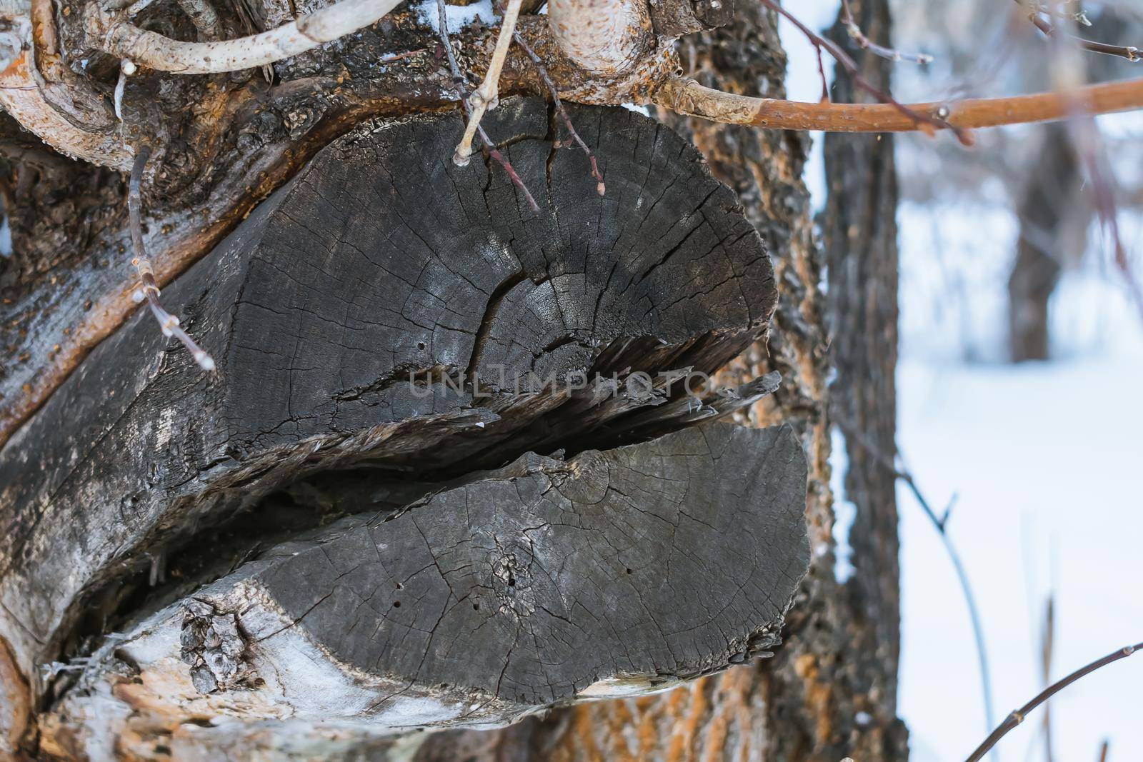 Split stump of an old tree in the forest close up in winter