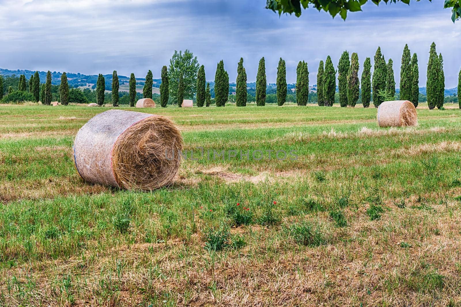Hay bales on the field after harvest by marcorubino