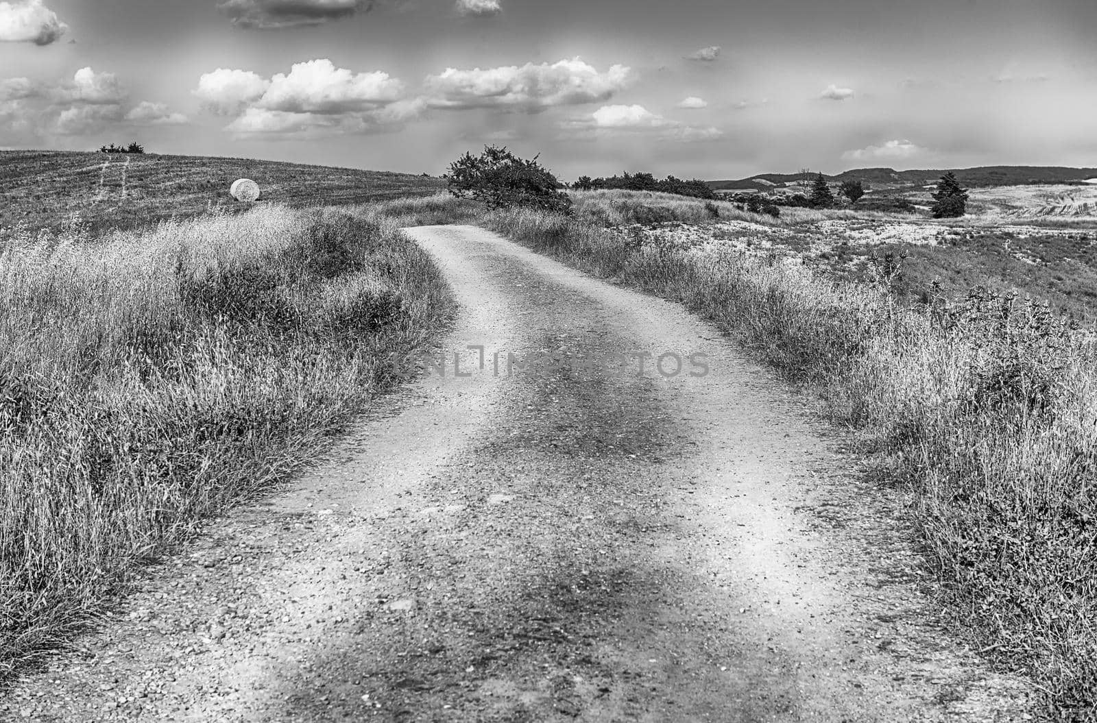 Dirt road crossing dry fields in the countryside, Tuscany, Italy by marcorubino