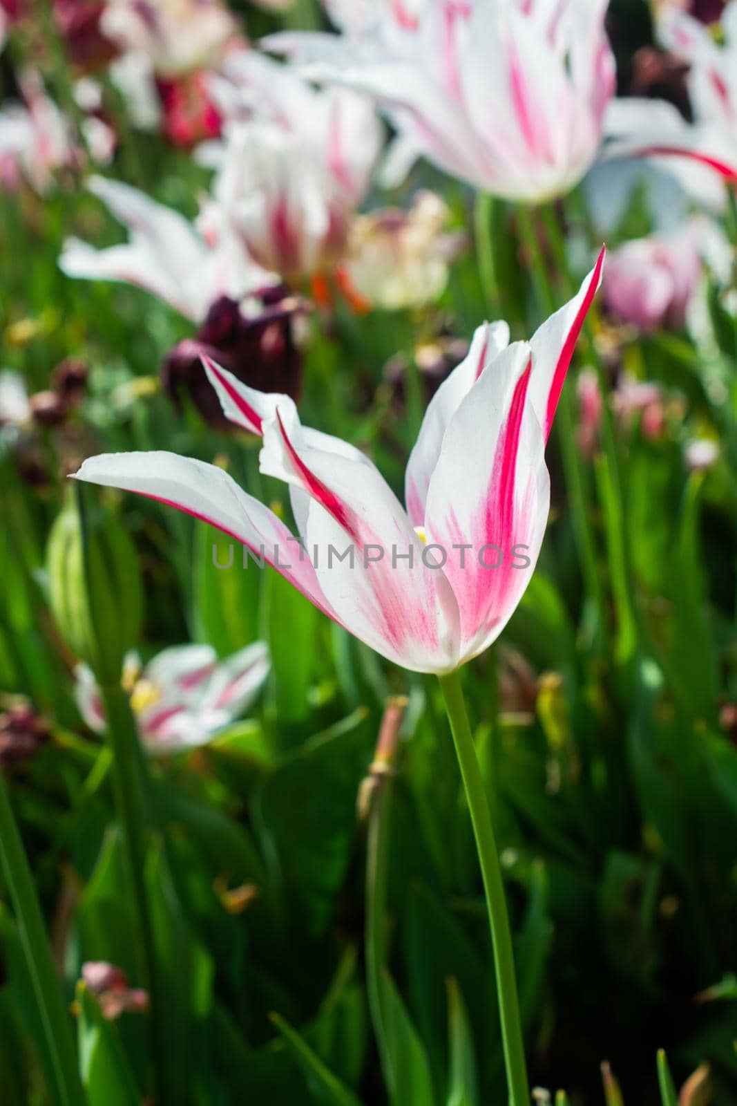 Beautiful colorful tulips flower in spring time garden