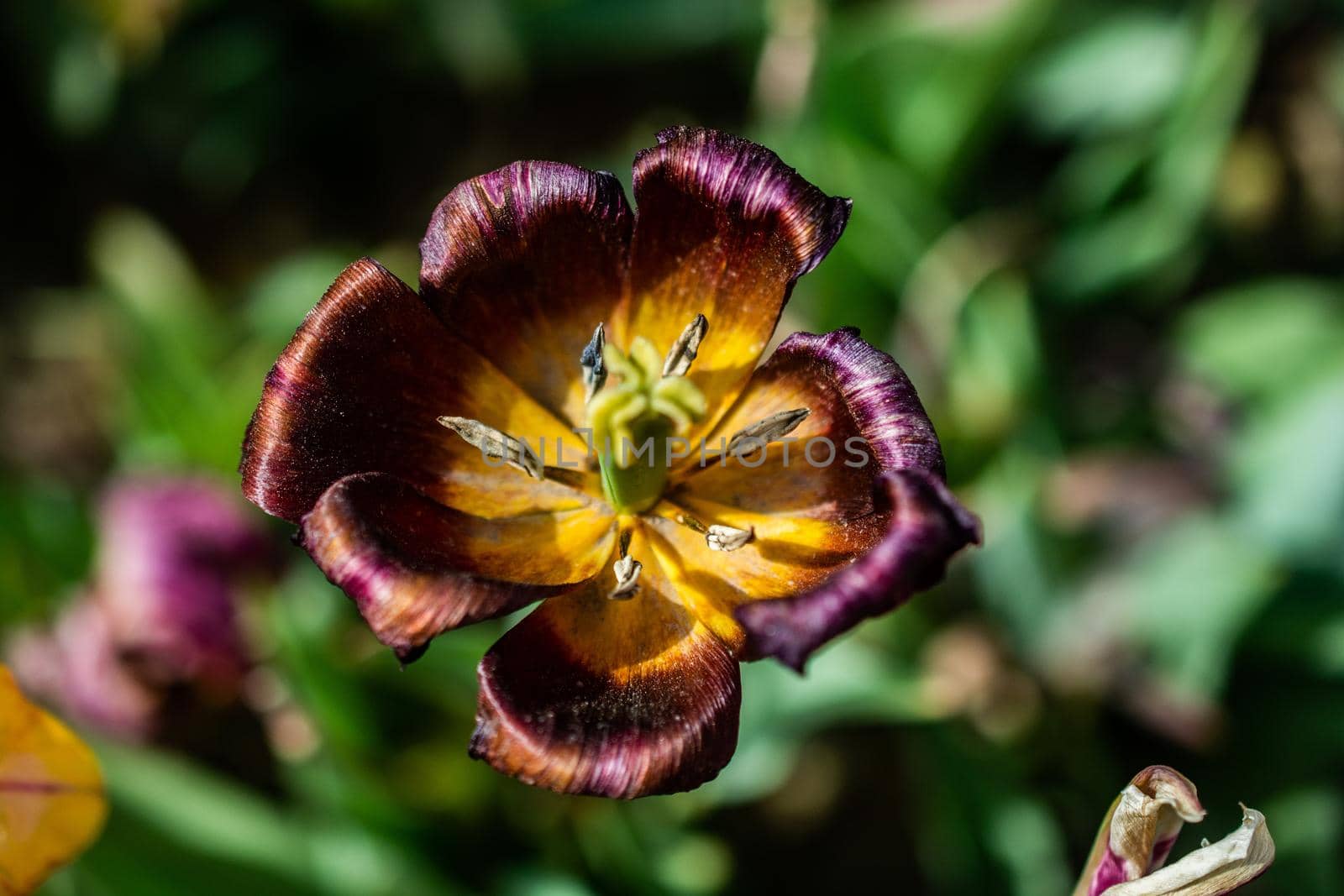 Beautiful colorful tulips flower in spring time garden