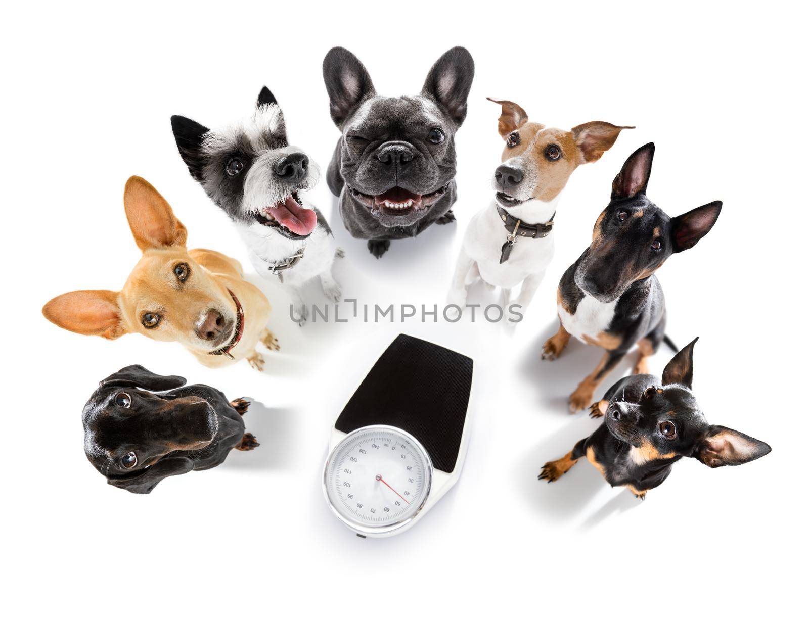couple of dogs with guilty conscience  for overweight, and to loose weight , standing or sitting beside a personal scale, isolated on white background