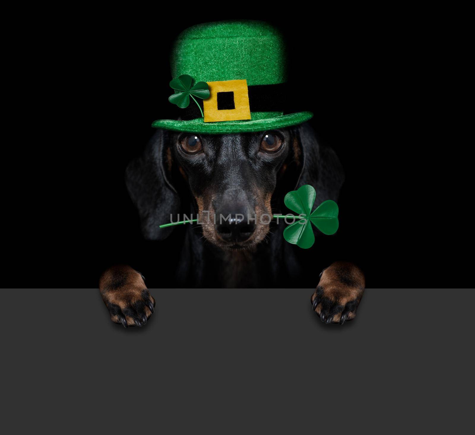 st patricks  day dachshund sausage  dog with lucky clover isolated on black dark dramtic  background, holding blackboard banner poster