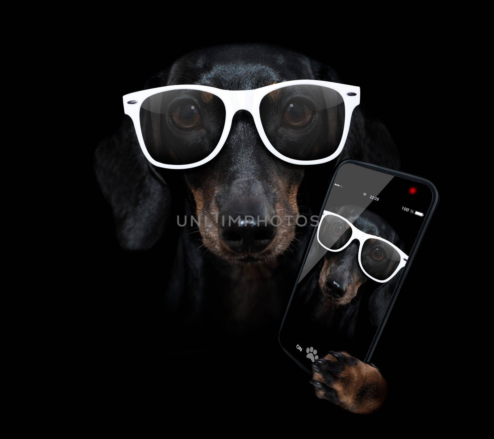 dog isolated on black dramtic dark background taking selfie by Brosch