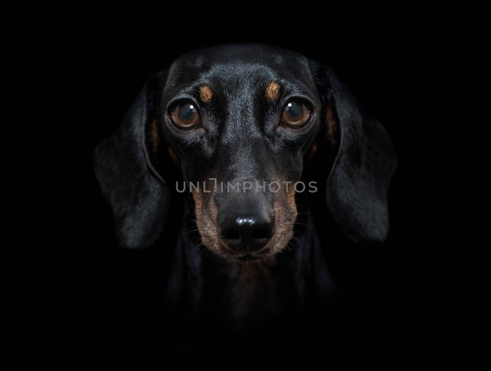 dog isolated on black dramtic dark background by Brosch