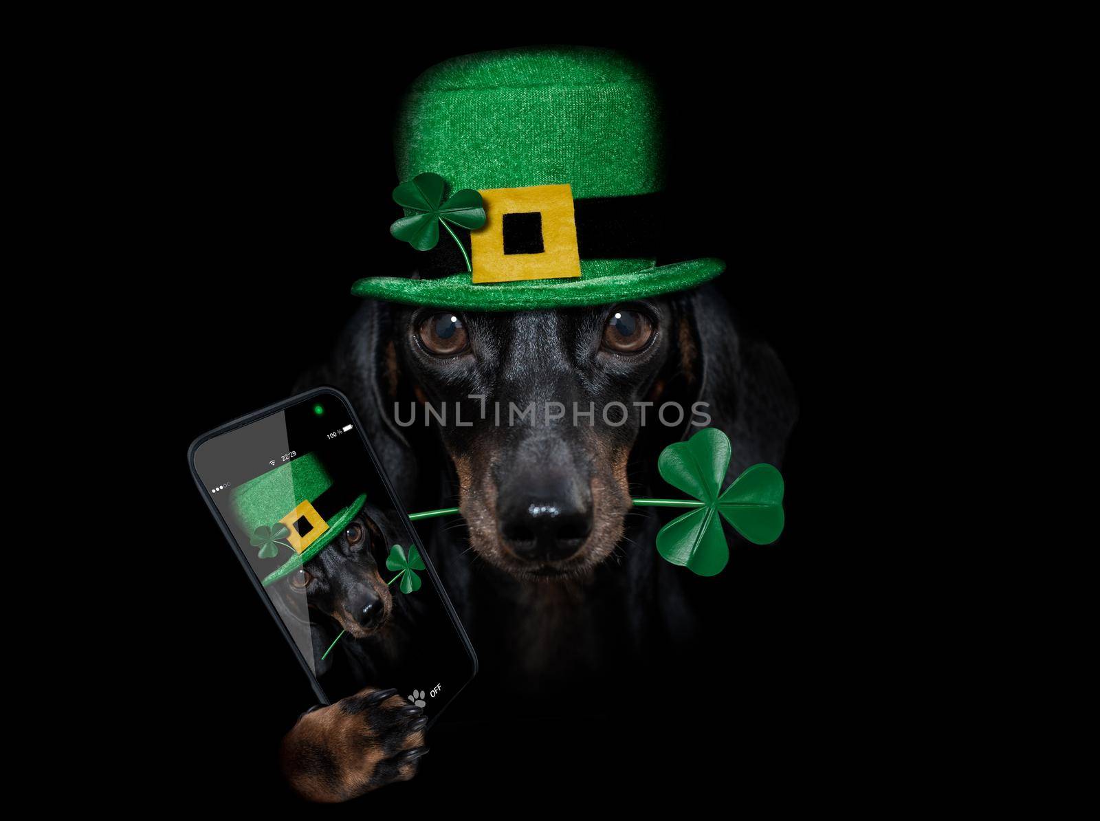 st patricks  day dachshund sausage  dog with lucky clover isolated on black dark dramtic  background, taking selfie