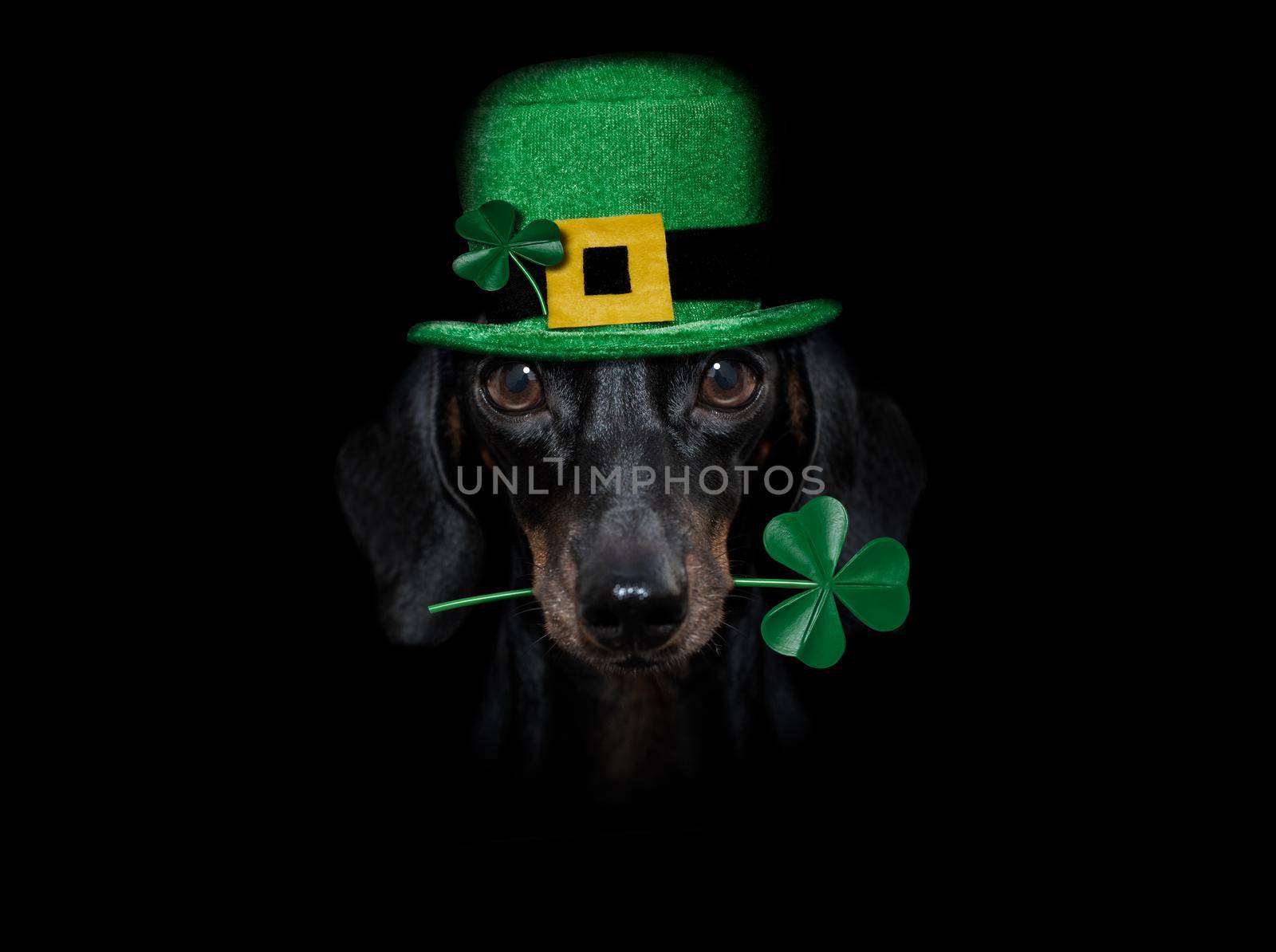 st patricks  day dachshund sausage  dog with lucky clover isolated on black dark dramtic  background