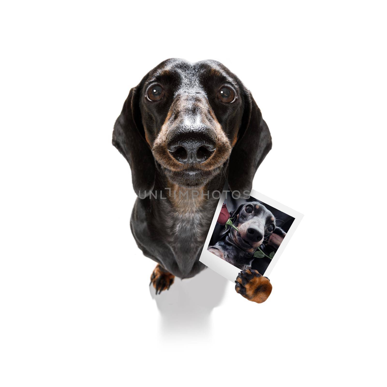 super funny dachshund dog holding a photograph with old retro style look isolated on white background