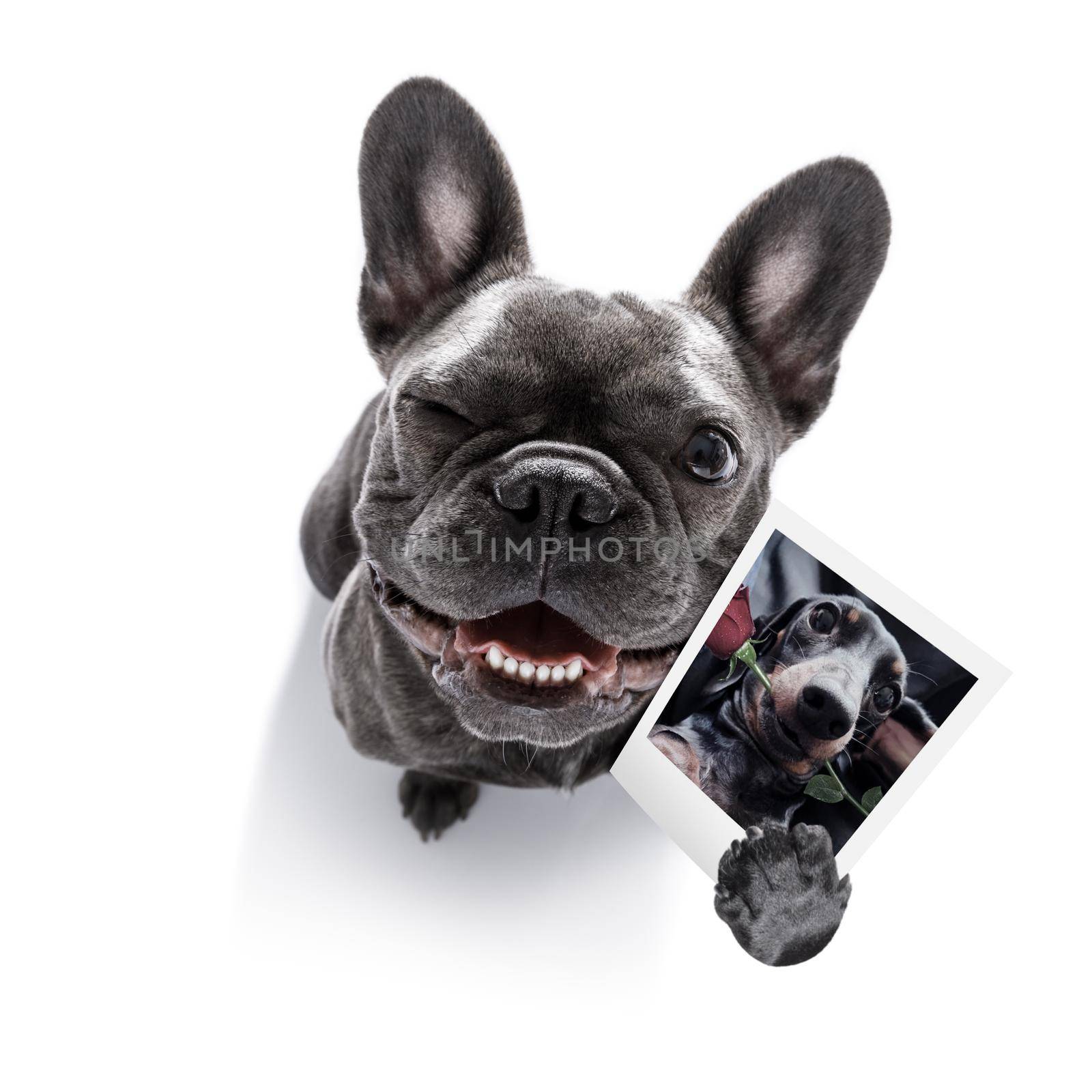 super funny french bulldog dog holding a photograph with old retro style look isolated on white background